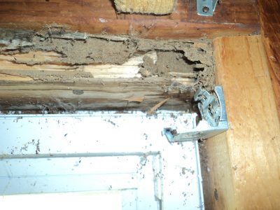Is your Louisville home showing signs of termite damage? Call our termite control experts today!