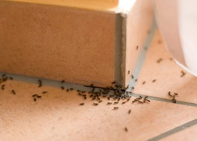 Don't allow those ants in your Louisville home anymore! Contact an insect exterminator today.