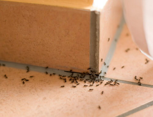 What Attracts Ants To My Home?