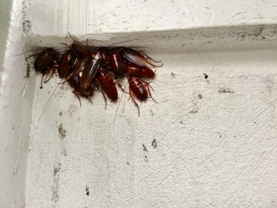 Are cockroaches invading your home in Louisville, KY?
