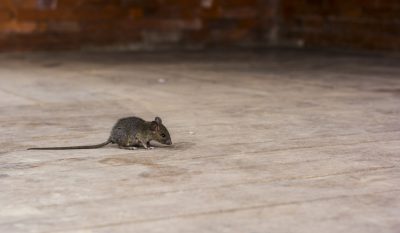 Contact a professional for mice removal in Louisville today.