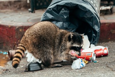 An expert should always handle any wildlife removal in Louisville.