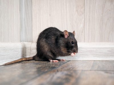 Contact a Louisville professional for rat removal services.