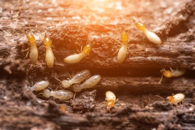 Termite problems? Call our experts for termite control in Louisville, KY!