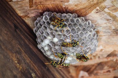 Wasps are common in Louisville, KY when it comes to dealing with home pest control needs.