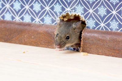 Learn how to get rid of mice from your Louisville, KY home fast with help from IPM Services.