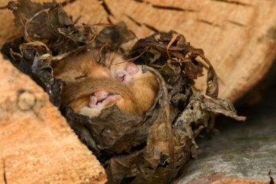 When learning how to get rid of mice in your Louisville, KY home, check for small nests.