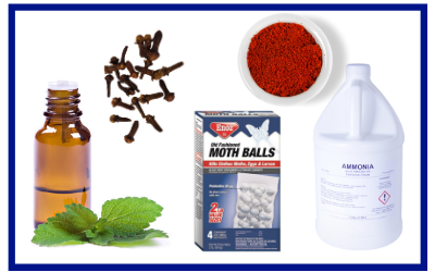 Not sure how to get rid of mice in your Louisville, KY home? Use certain smells to drive them away.