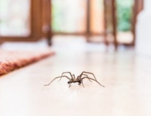 11 Types of Spiders in Kentucky: How to Identify Common House Spiders with Pictures