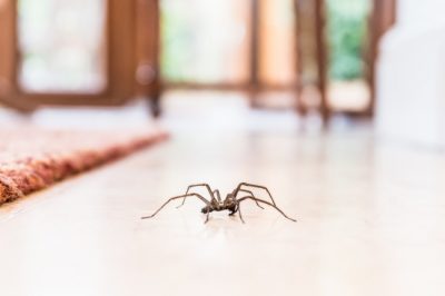 Knowing how to identify spiders in Kentucky can keep you and your family safe.