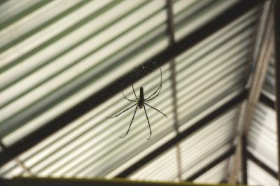 Spiders in Kentucky like to hide in dark or high places.