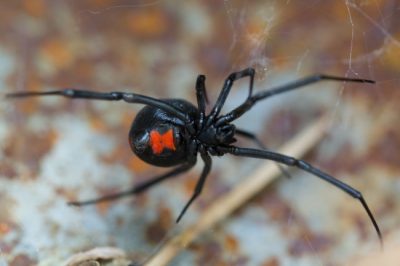 One of the poisonous spiders in Kentucky is the Black Widow.