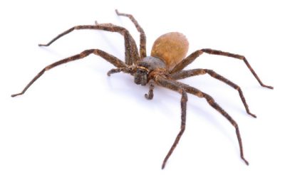 A poisonous spider in Kentucky that you should watch out for is the Brown Recluse.