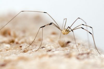 The Daddy Long Leg is one of the common spiders found in Kentucky.