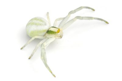 The Crab Spider is one of the common spiders found in Kentucky.