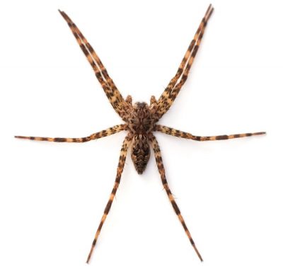 The Fishing Spider is one of the common spiders found in Kentucky.