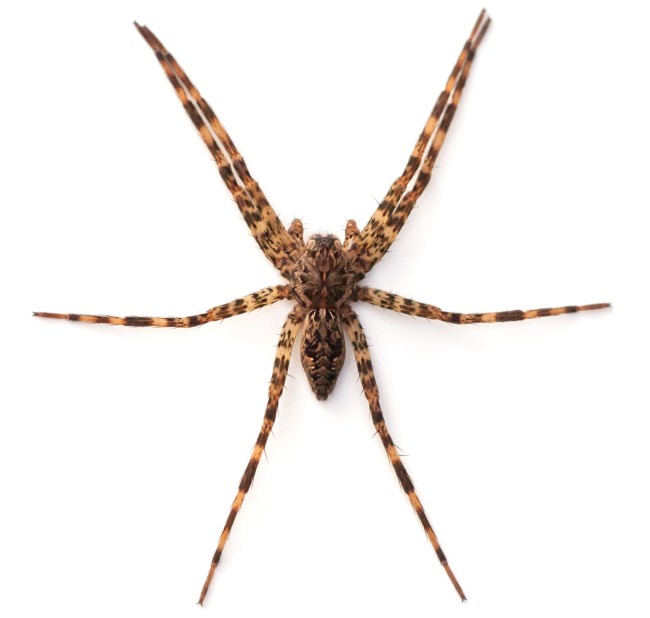 11 Types of Spiders in Kentucky Identify Common House Spiders with