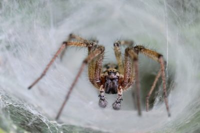 The Funnel Web Spider is one of the common spiders found in Kentucky.