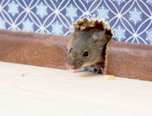 Spring Cleaning Tips to Prevent Pest Infestations