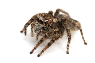 The Jumping Spider is one of the common spiders found in Kentucky.