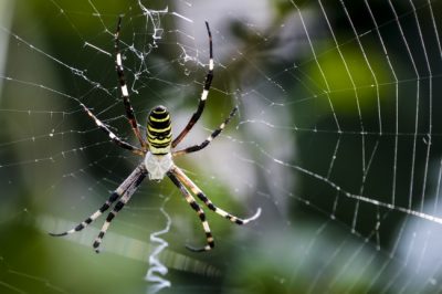 The Orb Weaver is one of the common spiders found in Kentucky.