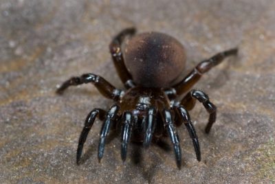 The Purse Spider is one of the common spiders found in Kentucky.