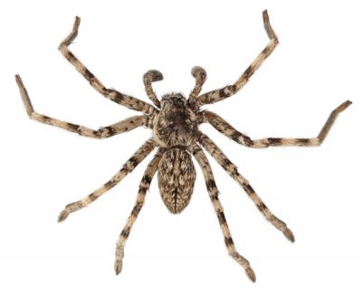 The Wolf Spider is one of the common spiders found in Kentucky.