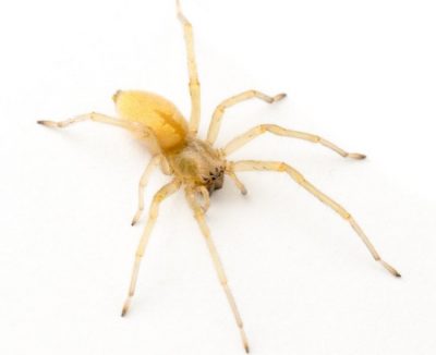 The Yellow Sac is one of the common spiders found in Kentucky.