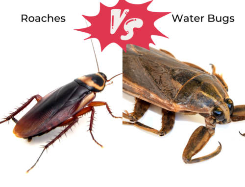 Differences Between Water Bugs and Roaches