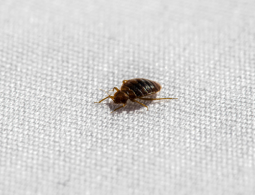 Debunking the Myth of Heat Killing Bed Bugs
