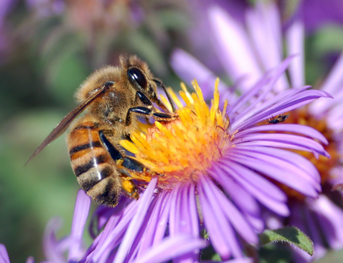 5 Tips to Keep Bees Away from You and Your Home