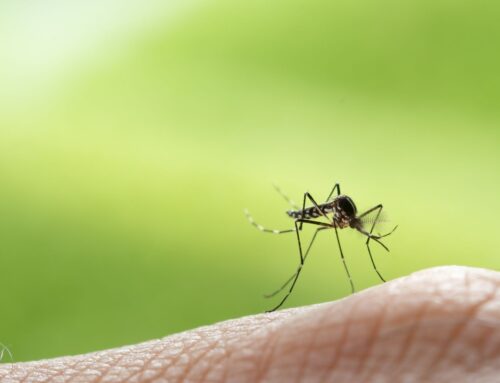 Mosquitoes Suck! Here’s What To Do About Them.