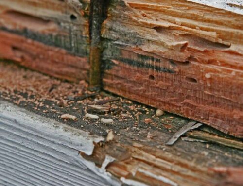 Termites: How to Protect Your Property