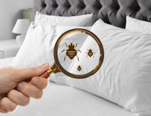 National Bed Bugs Awareness Week: What You Need to Know