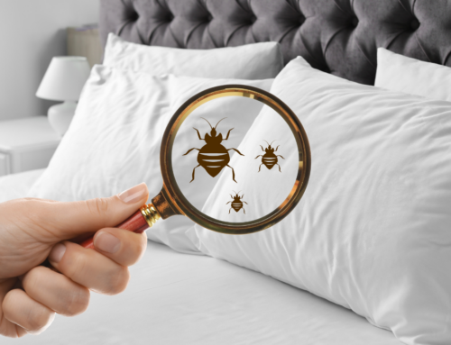 Bed Bugs: Detecting, Managing, and Preventing an Invasion