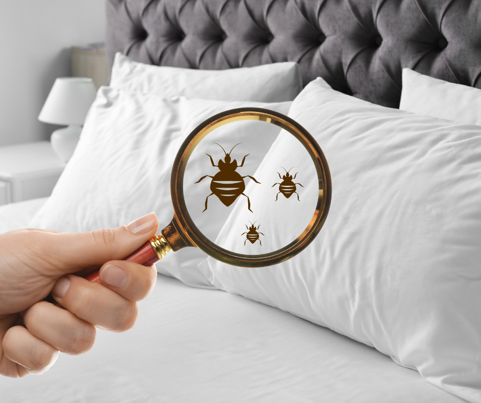 bed bugs