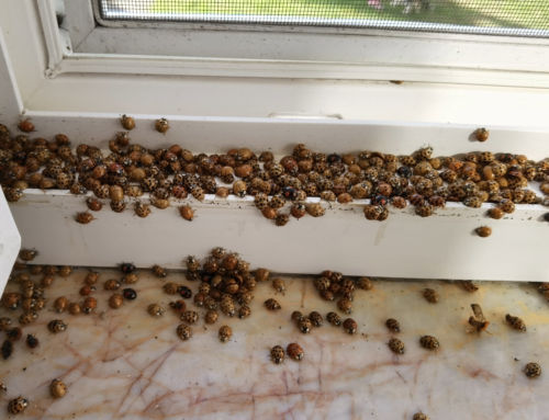 Why Are There Ladybugs in My House?