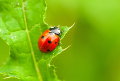 Ladybugs