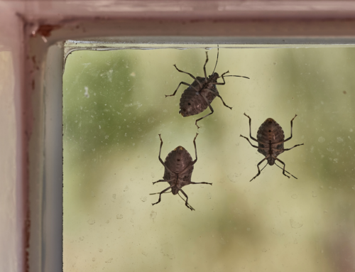 Stink Bugs: Why Are There So Many In My House?
