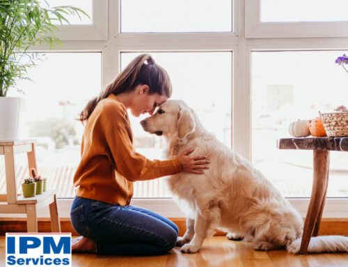Is Pest Control Harmful to Pets?