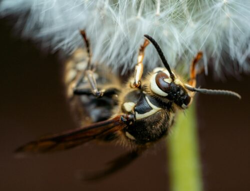 How Dangerous Are Hornets?