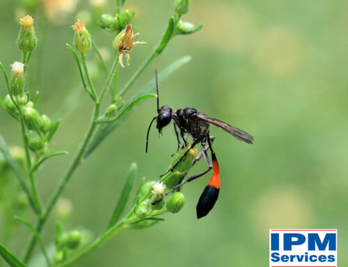 What are Mud Daubers?