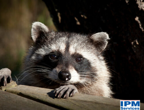 Smart Strategies to Manage and Prevent Raccoon Nuisance