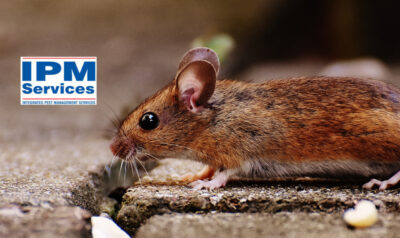 Mice Removal in Buechel