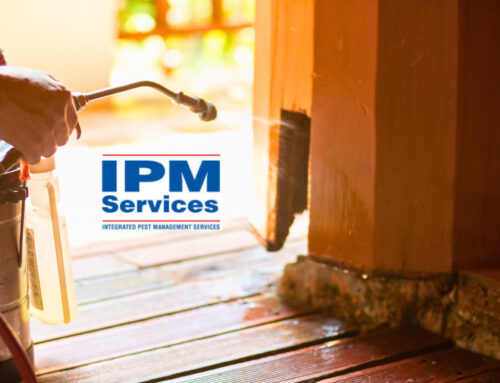 Winter Pest Control Tips Every Homeowner Should Know