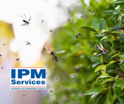 Mosquito Control in Buechel