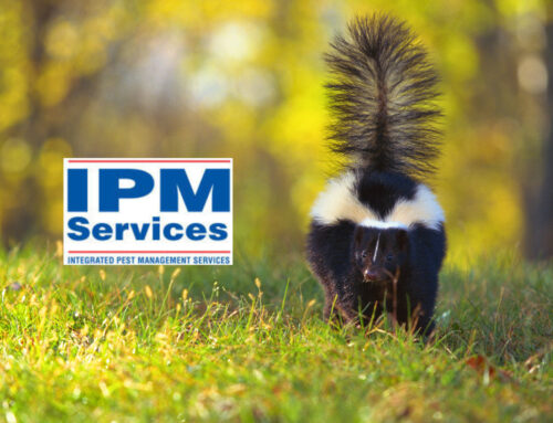 What’s the Difference Between Animal Control and Pest Control?