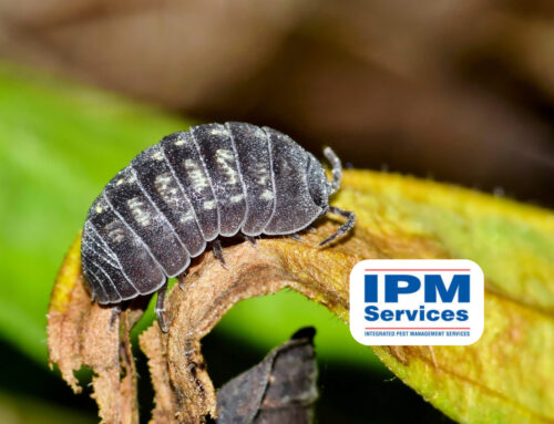 Understanding Pill Bugs