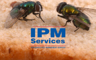 Effective Tips to Keep Flies Away