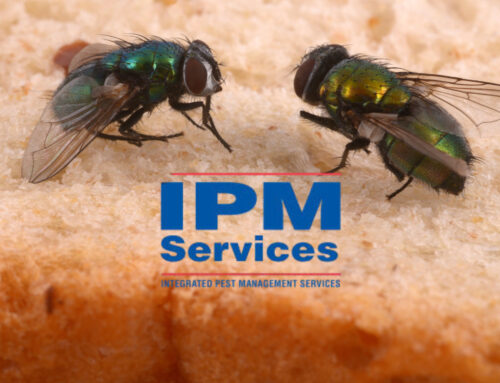 10 Effective Tips to Keep Flies Away from Your Home and Outdoor Spaces